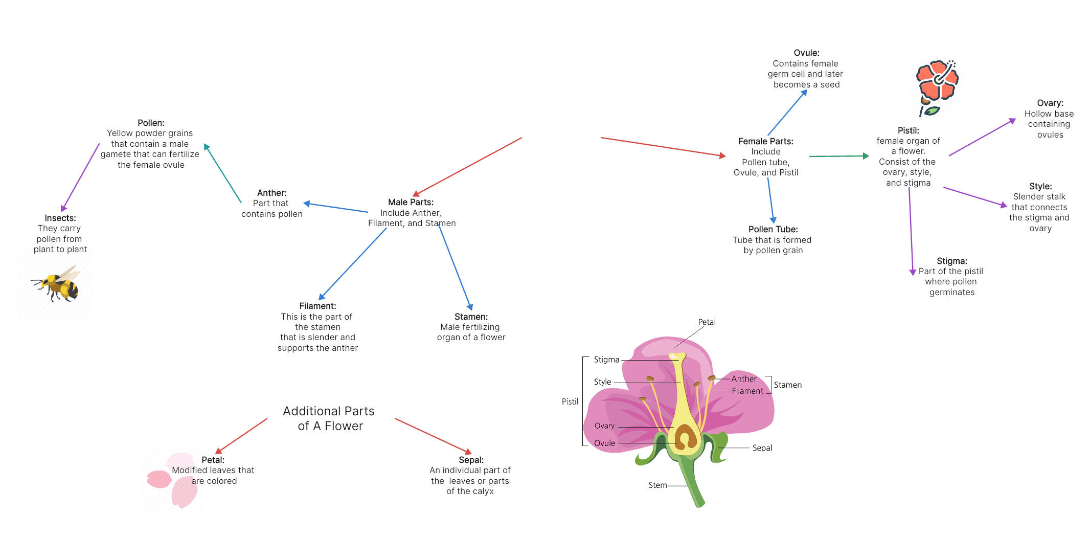 Parts of A Flower