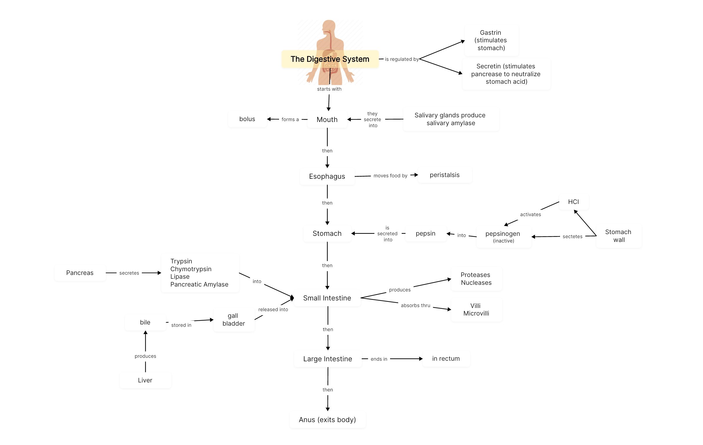 The Digestive System